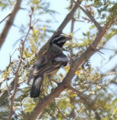 Emberiza flaviventris