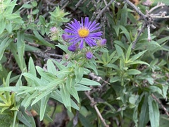 Symphyotrichum novae-angliae