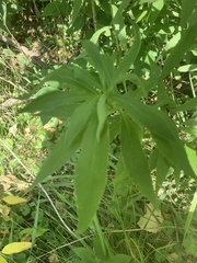 Asphondylia solidaginis