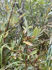 Salix pedicellaris