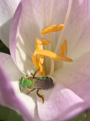 Agapostemon sericeus