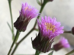 Erigeron acris