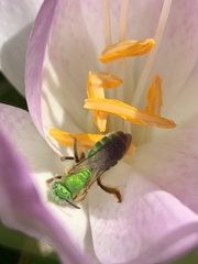 Agapostemon sericeus