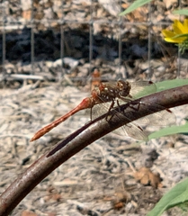 Sympetrum pallipes