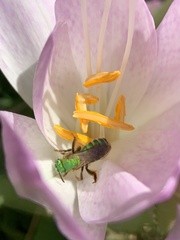 Agapostemon sericeus