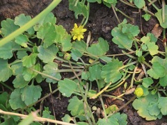 Halerpestes cymbalaria