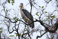 Leptoptilos crumenifer