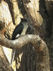 Clamator levaillantii