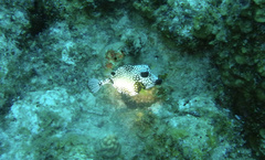 Lactophrys triqueter