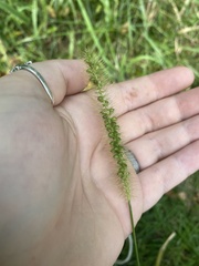 Setaria pumila