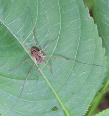 Oligolophus tridens
