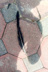 Aves