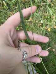 Setaria pumila