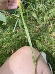Setaria pumila