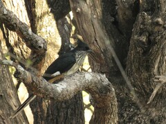 Clamator levaillantii