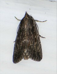 Neogalea sunia