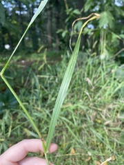 Setaria pumila