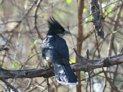 Clamator levaillantii