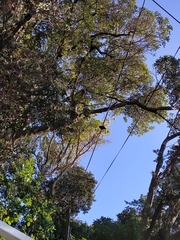 Prosthemadera novaeseelandiae