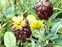 Trifolium badium