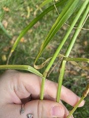 Setaria pumila
