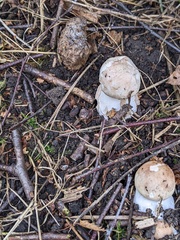 Chlorophyllum brunneum