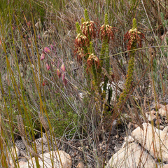 Erica coccinea