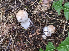 Chlorophyllum brunneum