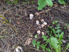 Chlorophyllum brunneum
