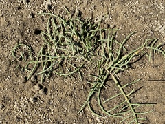 Salicornia perennis