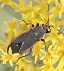 Melacoryphus lateralis