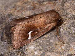 Phragmatiphila insularis