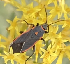 Melacoryphus lateralis