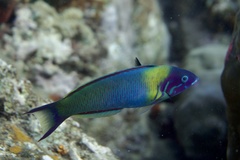 Thalassoma genivittatum