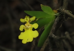 Erycina pusilla