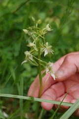 Platanthera chlorantha