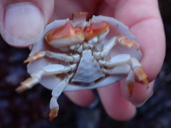 Cryptolithodes sitchensis