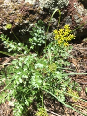 Cymopterus lemmonii