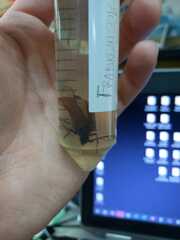 Microplophorus magellanicus