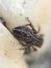 Attinella dorsata