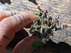 Cladonia cenotea