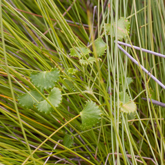 Centella callioda