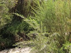 Salix exigua hindsiana