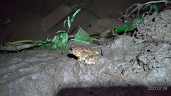 Limnonectes fujianensis