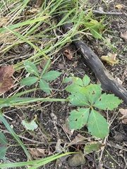Sanicula canadensis