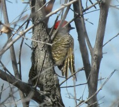 Chloropicus fuscescens