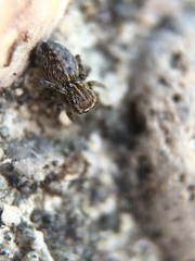 Attinella dorsata