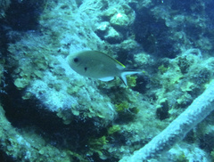 Azurina multilineata