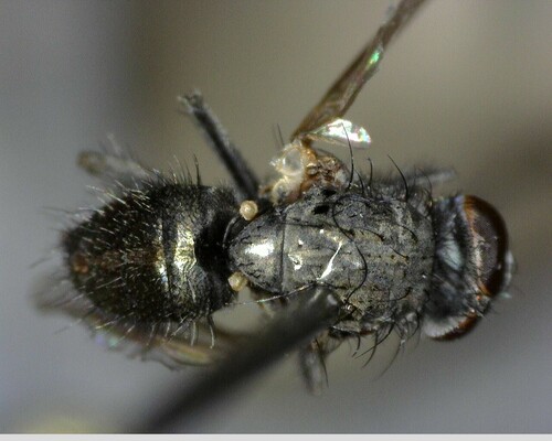 iNaturalist observation photo of Flies