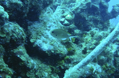 Azurina multilineata